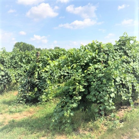 Besuch bei Acetaia Castelli in Modena - Der Weinreben Lambrusco