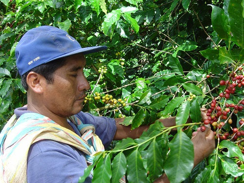 Kaffee Max Havelaar und Fair Trade