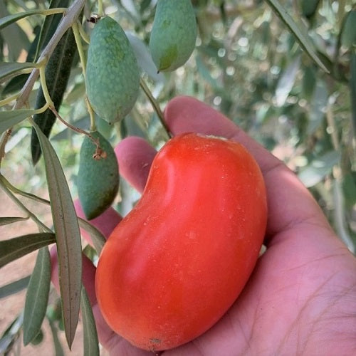 Wie man Bio-Tomaten im Gemüsegarten anbaut