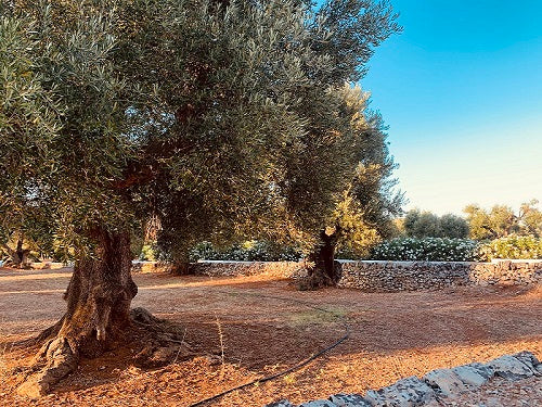 Besuch beim Hofgutkeller des Olivenölproduzenten
